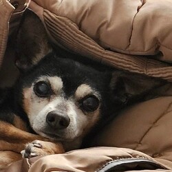 Toby/Chihuahua (Smooth Coat)/Male/14 Years 7 Months,*I am currently living in a loving foster home until my furever family comes along! Please call the shelter if you are interested in meeting me! Hi, I'm Toby a distinguished senior pup with a heart of gold, who is looking for a loving home where I can retire. I hope that is with you! I am a laid-back and gentle soul who enjoys the simple pleasures in life. With a nose that never tires of sniffing out new scents and a heart that beats for delicious food. My favourite past times include, short sniffari walks around the neighbourhood and some tasty snacks. I would be best suited for a home with older children who can appreciate my calm demeanour. I thrive on having both indoor and outdoor access, enjoying leisurely strolls in the garden and lounging in my favourite cozy spot close to my family. I am seeking a peaceful home where I can relax, take life at my own pace and soak up all the love that comes my way. As an only dog, I thrive on one-on-one attention and would love nothing more than to be a lap dog and cuddle up with my favourite humans. Requirements: -Must meet all family – Children over 15 years – Owner home more often -Must be only dog – Indoor/Outdoor access – Peaceful/Quiet home Despite my age I still have a spring in my step and a twinkle in my eye, ready to bring joy and companionship to my forever family. If you think you could give me a beautiful life, surrounded by love in my golden years, head to the Hunter Shelter and the staff can help us meet. I can't wait to see you! Love and tail wags, Toby