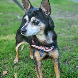 Toby/Chihuahua (Smooth Coat)/Male/14 Years 7 Months,*I am currently living in a loving foster home until my furever family comes along! Please call the shelter if you are interested in meeting me! Hi, I'm Toby a distinguished senior pup with a heart of gold, who is looking for a loving home where I can retire. I hope that is with you! I am a laid-back and gentle soul who enjoys the simple pleasures in life. With a nose that never tires of sniffing out new scents and a heart that beats for delicious food. My favourite past times include, short sniffari walks around the neighbourhood and some tasty snacks. I would be best suited for a home with older children who can appreciate my calm demeanour. I thrive on having both indoor and outdoor access, enjoying leisurely strolls in the garden and lounging in my favourite cozy spot close to my family. I am seeking a peaceful home where I can relax, take life at my own pace and soak up all the love that comes my way. As an only dog, I thrive on one-on-one attention and would love nothing more than to be a lap dog and cuddle up with my favourite humans. Requirements: -Must meet all family – Children over 15 years – Owner home more often -Must be only dog – Indoor/Outdoor access – Peaceful/Quiet home Despite my age I still have a spring in my step and a twinkle in my eye, ready to bring joy and companionship to my forever family. If you think you could give me a beautiful life, surrounded by love in my golden years, head to the Hunter Shelter and the staff can help us meet. I can't wait to see you! Love and tail wags, Toby
