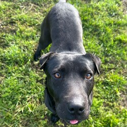 Luna/Shar Pei/Female/5 Years 7 Months,Hi I'm Luna, a sweet and gentle girl who is looking for my furever home. I hope that is with you! I am a bit shy at first, however warm up quickly to those who show me love and patience. Once given the time to break out of my shell I am sure to win your heart with my butt tuck zoomies and cheekiness. I LOVE tasty treats, especially if it is roast chicken. I would thrive in a home where someone was home most of the time to provide the love and companionship I crave. It would be great if I had indoor and outdoor access. Time soaking up some love, in a cozy bed inside and room to sniff up a storm, in a fully fenced, yarded area. I would be best suited to a quiet home, with older children where I can feel safe and secure. When it comes to furry friends, I can be a bit of a recluse and prefer the company of people over other animals. It would be best if I was the only animal in the household to be doted on. Requirements -Must meet all family  –  Children over 12 years -Must be only pet  –  Solid fencing -Peaceful/Quiet home If you are willing to take a slow approach and give me the time I need to trust and build bonds, I will reward you with endless love and loyalty. I can't wait to meet you at the Hunter Shelter! Love and kisses, Luna