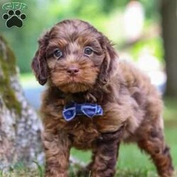 Ezra/Cockapoo									Puppy/Male	/7 Weeks,Meet Ezra, the most adorable little Cockapoo you will ever meet! This stunning little baby has the most luscious hair coat and the most darling features of a Cockapoo. He is ready to take on the world with his forever family by his side. His knack for bringing smiles to the faces of everyone he meets has ensured that he has received endless love and attention since birth. This has allowed him to become highly socialized and very adaptable. When he joins you and your family, he will have no trouble adjusting to you and your lifestyle.