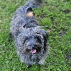 Ruby/Shih Tzu / Maltese/Female/1 Year 1 Month,Hello there, my name is Ruby! I'm a sweet and gentle lady looking for my new home along with my sister Maisy! We'd suit a quieter home who are happy to keep me and my sister together, where we can be included as part of the family, coming both inside and outdoors Any children in the home will need to be over 6 years of age, calm and confident around dogs. I would benefit from having a safe space all of my own, like a crate or a quiet room with a soft bed, where I can go to relax and unwind when things get a bit much for me. I have not had the best start in life but am slowly learning to enjoy all the best things, like pats and cuddles. If you go slow, it will help me to come out of my shell! We would benefit from daily enrichment and interactive feeders to help keep my mind and body active. We'd be best as the only dogs in the home and would like all the love, pats and attention for my sister and myself.  My gorgeous coat will require regular grooming to help keep me looking and feeling my best! If we sound like the perfect pair for you, please come in to meet us. -Level 2 ART Adoption -Bonded Pair with Maisy -Dog conf. kids over 6 years (low touch)  -Best as only dogs in home -Requires regular grooming