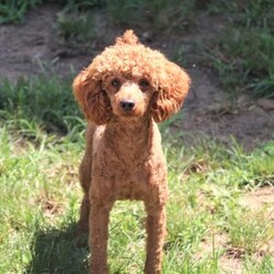 Ezra/Cockapoo									Puppy/Male	/7 Weeks,Meet Ezra, the most adorable little Cockapoo you will ever meet! This stunning little baby has the most luscious hair coat and the most darling features of a Cockapoo. He is ready to take on the world with his forever family by his side. His knack for bringing smiles to the faces of everyone he meets has ensured that he has received endless love and attention since birth. This has allowed him to become highly socialized and very adaptable. When he joins you and your family, he will have no trouble adjusting to you and your lifestyle.