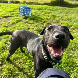 Luna/Shar Pei/Female/5 Years 7 Months,Hi I'm Luna, a sweet and gentle girl who is looking for my furever home. I hope that is with you! I am a bit shy at first, however warm up quickly to those who show me love and patience. Once given the time to break out of my shell I am sure to win your heart with my butt tuck zoomies and cheekiness. I LOVE tasty treats, especially if it is roast chicken. I would thrive in a home where someone was home most of the time to provide the love and companionship I crave. It would be great if I had indoor and outdoor access. Time soaking up some love, in a cozy bed inside and room to sniff up a storm, in a fully fenced, yarded area. I would be best suited to a quiet home, with older children where I can feel safe and secure. When it comes to furry friends, I can be a bit of a recluse and prefer the company of people over other animals. It would be best if I was the only animal in the household to be doted on. Requirements -Must meet all family  –  Children over 12 years -Must be only pet  –  Solid fencing -Peaceful/Quiet home If you are willing to take a slow approach and give me the time I need to trust and build bonds, I will reward you with endless love and loyalty. I can't wait to meet you at the Hunter Shelter! Love and kisses, Luna