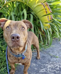 Frankie/Staffordshire Bull Terrier / Dachshund Standard (Smooth)/Male/4 Years 5 Months,Hi friends, my name is Frankie! I'm a handsome little gentleman looking for my forever home, could that be with you? I have had a rough start to life but with the help of my shelter friends, I am now ready to join my new family! I am a very affectionate young man, who loves nothing more than spending quality time with my humans, whether it's basking in the sunshine or curled up on the lounge watching your favourite tv show! I'd suit a quieter home, preferably with no young children, and no other animals, as I can sometimes get overwhelmed with too much noise and activity around me. I would also love it if my humans were home more often than not, as I'm quite a clingy man and love their constant attention and cuddles. I know sometimes you have to go out, if you can leave me with some fun toys, yummy treats, and a snuggly bed, I should be safe and happy until you get home. I would benefit from daily enrichment and interactive feeders to help keep my mind and body active. If you think that your home would be a good fit, please fill out an application online at  or call 0477 064 192 and the team at BARC will be in touch to arrange a meet and greet. Love, Frankie x Requirements: