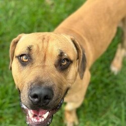 Hermit/Mastiff/Male/3 Years 5 Months,Hi there! Are you looking for a loyal companion who loves nothing more than hanging around the home and spending quality time with you? Look no further! Under my big boofy exterior is a gentle teddy bear, ready to fill your home with love and warmth. I thrive on human companionship and would be the ideal dog for those who enjoy lounging around the house with their furry friend. I'm looking for a forever home where I can be the only furry friend, as I'm not very fond of other dogs. It's essential that my new home provides me with a safe indoor space to help me feel secure and content in my home. I would also prefer a quieter home environment with no young children as I am a sensitive soul who can get overwhelmed when there is a lot going on. I don't even really need to go for walks that much, I'm way happier just hanging at home with my people! Despite my preference for a quieter lifestyle, I really am a big softie who just wants to relax at home with my human companions, pottering around the house or chewing on a pigs ear. If you think you could be my new forever family, please fill out the   or contact the shelter directly on 0477 064 192 or email us at barc@rspcansw.org.au   I am so eager to meet you and see if we could be the perfect match! Restrictions: