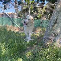 Ace/Maremma Sheepdog / Bullmastiff/Male/1 Year 10 Months,Hey there, future best friend! I’m Ace, your soon-to-be best buddy! I’m a big, lovable Maremma on the hunt for my forever home. I’m super loyal and affectionate with my family, but I might need a little time to warm up to new people. Think of me as a friendly giant who takes things slow and steady! I’m pretty smart—I already know how to sit, lie down, and shake hands. I walk nicely on a leash and love a good grooming session. While I enjoy hanging out with my humans indoors, I’ll need a spacious yard where I can stretch out and keep an eye on my territory. I’m a gentle soul, but because I can get the zoomies and I’m on the larger side, I’d do best in a home with kids over 12. A calm, quiet environment will make me the happiest. If you think you’re ready for a big, goofy buddy like me, bring the whole family and any other dogs to the shelter. Let’s take it slow and get to know each other. I’m sure we’ll be the best team! Can’t wait to meet you! Tail wags, Ace My adoption fee is $500 and I come desexed & microchipped, with my vaccinations & flea, tick and worming treatments all up to date.  ﻿If you are interested in meeting me please follow the link   to fill out the form or call 0477 064 192 to talk to our staff and book in a meet and greet.