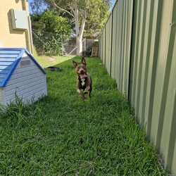 Cardinal/Staffordshire Bull Terrier / Australian Kelpie/Male/1 Year 6 Months,Hey there, I'm Cardinal! I'm a very handsome young man who is searching for my new home where I can be treated like the prince I am while I learn all there is to know about life! Daily exercise with my new family would be great and any kids in the home need to be confident around dogs. I will thrive in a home where I have plenty of choice when interacting. I don't like being overhandled and of course, adult family members will need to monitor interactions with any children for a little while when I first get home. I really enjoy having something to do! I love snuffle and licki mats, these will keep me entertained if you ever need to leave me for a short time. Also, having my toys on a rotation will help to keep me interested in them! I will need some training, so my new owner needs to be prepared to put a bit of effort into my training, partner up with a positive reinforcement trainer to gain some good skills and tips! My backyard needs to be secure with somewhere I can escape to out of the weather – speaking of – I do tend to get a little worried during thunderstorms so please keep me nice and contained safely within your home during these spooky events!  Anyway, I think that's all I need for now! I hope to start my new adventure soon! 