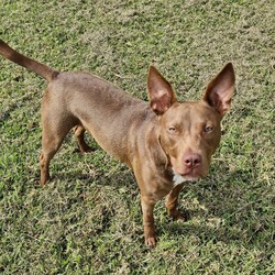 Cardinal/Staffordshire Bull Terrier / Australian Kelpie/Male/1 Year 6 Months,Hey there, I'm Cardinal! I'm a very handsome young man who is searching for my new home where I can be treated like the prince I am while I learn all there is to know about life! Daily exercise with my new family would be great and any kids in the home need to be confident around dogs. I will thrive in a home where I have plenty of choice when interacting. I don't like being overhandled and of course, adult family members will need to monitor interactions with any children for a little while when I first get home. I really enjoy having something to do! I love snuffle and licki mats, these will keep me entertained if you ever need to leave me for a short time. Also, having my toys on a rotation will help to keep me interested in them! I will need some training, so my new owner needs to be prepared to put a bit of effort into my training, partner up with a positive reinforcement trainer to gain some good skills and tips! My backyard needs to be secure with somewhere I can escape to out of the weather – speaking of – I do tend to get a little worried during thunderstorms so please keep me nice and contained safely within your home during these spooky events!  Anyway, I think that's all I need for now! I hope to start my new adventure soon! 