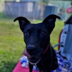 Adopt a dog:Ebony/Australian Kelpie / Staffordshire Bull Terrier/Female/1 Year 10 Months,Hey there, I'm Ebony and I'm getting ready to go home! When we meet you'll notice my little tippy-taps as I approach, a nervous yet excited dancer, eager to connect. Sometimes, I might even throw in a spin or two just to show off! Despite my nervous tendencies, I'm quite curious, and want to explore and understand the world around me. Loud sounds and sudden movements can spook me, I'll need a home that is quiet and calm that I can relax in.  I like to spend my time lounging around and sniffing out the backyard. I am quite independent, I haven't had a lot of experience with humans. I'll need some help learning about human interactions, your patience and guidance are invaluable to me. I think I'll thrive in a loving home where I am understood and can take my time to come out of my shell. With your care and encouragement, I'm sure to grow into a confident and cherished member of your family.  If you would like to meet me and see my dance moves please fill out the following form  or call 0477 064 192 or email us at barc@rspcansw.org.au  Peace out,  Ebony Recommendations: