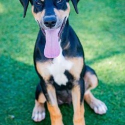 Freya/Staffordshire Bull Terrier / Dobermann/Female/10 Months,Hi there! My name is Freya, and I'm a 7-month-old pup on the lookout for my forever home. I may be young, but I've got heaps of potential and a whole lot of smarts up my furry sleeve! You see, I can be a tad fearful at times, especially when I'm in new places or meeting new people. But hey, who can blame me? The world can be a big, scary spot for a pup like me! I just need a patient family who understands that I might need a bit of time to warm up and get used to my surroundings. But fear not! Once I feel comfortable and safe, I'm as playful and energetic as they come! I love nothing more than bounding around, chasing toys, and exploring every nook and cranny of my new home. And did I mention I'm absolutely adorable? Well, if I do say so myself! Now, here's the scoop on my ideal home: I'm looking for a calm environment where I can catch some Z's and relax after all my adventures. It's important that I'm the only furry friend in the household. I need a family who can tune in to my body language and understand when I need a little space or some extra love and reassurance, this is why Id prefer an adult only household so everyone can learn to understand me. So, if you're searching for a sweet, smart, and oh-so-cute pup to join your family, look no further! I'm ready and waiting to bring joy and laughter into your life. Come meet me, and let's start our journey together! If you want to meet me, fill out the exceptional owners form   or call 0477 064 192 Recommendations: