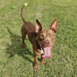 Cardinal/Staffordshire Bull Terrier / Australian Kelpie/Male/1 Year 6 Months,Hey there, I'm Cardinal! I'm a very handsome young man who is searching for my new home where I can be treated like the prince I am while I learn all there is to know about life! Daily exercise with my new family would be great and any kids in the home need to be confident around dogs. I will thrive in a home where I have plenty of choice when interacting. I don't like being overhandled and of course, adult family members will need to monitor interactions with any children for a little while when I first get home. I really enjoy having something to do! I love snuffle and licki mats, these will keep me entertained if you ever need to leave me for a short time. Also, having my toys on a rotation will help to keep me interested in them! I will need some training, so my new owner needs to be prepared to put a bit of effort into my training, partner up with a positive reinforcement trainer to gain some good skills and tips! My backyard needs to be secure with somewhere I can escape to out of the weather – speaking of – I do tend to get a little worried during thunderstorms so please keep me nice and contained safely within your home during these spooky events!  Anyway, I think that's all I need for now! I hope to start my new adventure soon! 