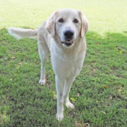 Ace/Maremma Sheepdog / Bullmastiff/Male/1 Year 10 Months,Hey there, future best friend! I’m Ace, your soon-to-be best buddy! I’m a big, lovable Maremma on the hunt for my forever home. I’m super loyal and affectionate with my family, but I might need a little time to warm up to new people. Think of me as a friendly giant who takes things slow and steady! I’m pretty smart—I already know how to sit, lie down, and shake hands. I walk nicely on a leash and love a good grooming session. While I enjoy hanging out with my humans indoors, I’ll need a spacious yard where I can stretch out and keep an eye on my territory. I’m a gentle soul, but because I can get the zoomies and I’m on the larger side, I’d do best in a home with kids over 12. A calm, quiet environment will make me the happiest. If you think you’re ready for a big, goofy buddy like me, bring the whole family and any other dogs to the shelter. Let’s take it slow and get to know each other. I’m sure we’ll be the best team! Can’t wait to meet you! Tail wags, Ace My adoption fee is $500 and I come desexed & microchipped, with my vaccinations & flea, tick and worming treatments all up to date.  ﻿If you are interested in meeting me please follow the link   to fill out the form or call 0477 064 192 to talk to our staff and book in a meet and greet.