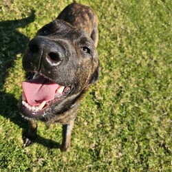 Brindle/Labrador Retriever/Male/1 Year 3 Months,Hey there, the name is Brindle.  I'm a beautiful, big boy looking for my forever home.. away from the shelter life.  I haven't had much life experience so I will need the support of my forever person to help guide me and mold me into the best boy there is!  Positive reinforcement training in the home is a good start, being rewarded for looking into the eyes of my carer will help me build a lasting bond with you. Once I start to settle in the home and get used to your daily routine then I'll be ready to start exploring the world, but slowly, 'cos like I said earlier, I haven't seen much of the world yet! Keep me busy when you're busy by providing me with lots of things to keep me occupied. I like dogs so if you already have a dog in the home, it's best if you bring them into the shelter to meet me first.  Any kids in the home have to be over the age of 15 years and confident around big dogs! My owner needs to be experienced with dogs to be able to pick up on my emotions when I'm feeling overwhelmed and need you to advocate for me!  Anyway, I really just need a chance to show you how much love I have to give! 