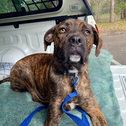 Adopt a dog:Mocha/Boxer / Mastiff/Female/1 Year 1 Month,Hi, I'm Mocha, it's so nice to meet you! I'm a sweet and gentle girl with a beautiful, goofy nature and the kindest eyes. In my previous home I was quite sheltered, so I haven't experienced much of the world yet! New sights and sounds can overwhelm me at times, but once I feel safe my loving nature really shines through! I thrive in calm, quiet environments and enjoy simple pleasures like lounging on the couch or strolling around the backyard. When the staff bring me up to the office I love to come up and lean on them for a bit of a pat. I am super sweet and just love to be around my favourite people. I would love if my family were home a bit more often like if they worked from home every now and then :). I'm looking for a patient and understanding owner who can introduce me to new experiences gradually, helping me build confidence at my own pace. With your love and consistency, I'm ready to blossom into the happy, secure dog I know I can be. My ideal home would be a quieter one with adults only or older children who can offer the patience and gentle handling I need. A secure, fenced yard would be ideal so that I can have in/outdoor access to explore at my own pace. I would also be best suited to a home with no other dogs. I can get along with other calm dogs, but high-energy animals are often too much for me. If you have a loving heart and a bit of extra patience, I could be the perfect companion for you. Please contact the shelter to meet me and start our journey together. Let's make my dream of a loving home come true! If you think you could be my new forever family, please fill out an application at   or contact the shelter directly on 0477 064 192 or email us at barc@rspcansw.org.au   RESTRICTIONS: -No children under 15 -Must be only dog -Experienced owner -Indoor/outdoor acce