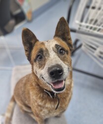 Adopt a dog:Jet/Australian Cattle Dog/Male/9 Years 5 Months,Hey there, my name's Jet! I'm on the lookout for my forever home – somewhere I can spend in the company of my new family. I will need things to do when being left alone so I don't get bored! I'd love some on-going training to build a bond with my new person and to implement nice manners in the home. You may have to be patient with my toileting habits for a while, I've lived in a kennel for a little while, so it'll take some time to adjust. I enjoy a good snuggle, so if you're after a snuggle bug – please consider me! I'm an older gentleman so laying around and keeping you company is all I really want in life.  As far as dogs go… I would prefer to be the only dog in the home as I would like all the love, pats and attention to myself. Any kiddos need to be confident around dogs! Come in to meet me!