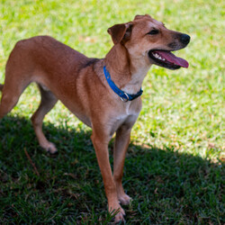 Matey/Australian Kelpie/Male/1 Year 5 Months,Hey there I am on the lookout for my very own forever home, I am a young pup who is in the need of a guardian that is willing and able to work on my ongoing training and socialisation. I have had a rough start to life, so will need a family that will take it slow and at my pace, a quiet and peaceful home is ideal for me so that I can develop a routine and settle into my new environment. Setting me up with my very own safe haven is an amazing idea so that I can retreat when I need to, providing me with enrichment items while in here will help me develop a positive association with this area. Looking into a positive reinforcement trainer in your area is a great idea as I may need some training classes in the near future to help me develop my life skills. I am a sweet pup who is just looking for a family that will give me some love and understanding and show me that life isn't too bad, I am super smart and willing to learn and will give you everything I have if you just give me some time and patience. I will need an owner home more often than not to help me settle into my new home and learn your routine. Requirements: **If you are interested is giving this wonderful pet a home please visit our website and complete an expression of interest 