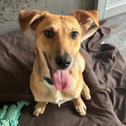 Matey/Australian Kelpie/Male/1 Year 5 Months,Hey there I am on the lookout for my very own forever home, I am a young pup who is in the need of a guardian that is willing and able to work on my ongoing training and socialisation. I have had a rough start to life, so will need a family that will take it slow and at my pace, a quiet and peaceful home is ideal for me so that I can develop a routine and settle into my new environment. Setting me up with my very own safe haven is an amazing idea so that I can retreat when I need to, providing me with enrichment items while in here will help me develop a positive association with this area. Looking into a positive reinforcement trainer in your area is a great idea as I may need some training classes in the near future to help me develop my life skills. I am a sweet pup who is just looking for a family that will give me some love and understanding and show me that life isn't too bad, I am super smart and willing to learn and will give you everything I have if you just give me some time and patience. I will need an owner home more often than not to help me settle into my new home and learn your routine. Requirements: **If you are interested is giving this wonderful pet a home please visit our website and complete an expression of interest 