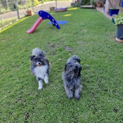 Maisy/Shih Tzu / Maltese/Female/1 Year 1 Month,Hello there, my name is Maisy! I'm a bubbly little lady looking for my new home along with my sister Ruby! We'd suit a quieter home who are happy to keep me and my sister together, where we can be included as part of the family, coming both inside and outdoors. Any children in the home will need to be over 6 years of age, calm and confident around dogs. I would benefit from having a safe space all of my own, like a crate or a quiet room with a soft bed, where I can go to relax and unwind when things get a bit much for me. I have not had the best start in life but am slowly learning to enjoy all the best things, like pats and cuddles. If you go slow, it will help me to come out of my shell! We would benefit from daily enrichment and interactive feeders to help keep my mind and body active. We'd be best as the only dogs in the home and would like all the love, pats and attention for my sister and myself.  My gorgeous coat will require regular grooming to help keep me looking and feeling my best! If we sound like the perfect pair for you, please come in to meet us. -Level 2 ART Adoption -Bonded Pair with Ruby -Dog confident kids over 6 years -Best as only dogs in home -Requires regular grooming