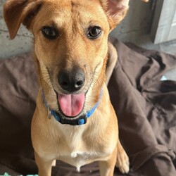 Matey/Australian Kelpie/Male/1 Year 5 Months,Hey there I am on the lookout for my very own forever home, I am a young pup who is in the need of a guardian that is willing and able to work on my ongoing training and socialisation. I have had a rough start to life, so will need a family that will take it slow and at my pace, a quiet and peaceful home is ideal for me so that I can develop a routine and settle into my new environment. Setting me up with my very own safe haven is an amazing idea so that I can retreat when I need to, providing me with enrichment items while in here will help me develop a positive association with this area. Looking into a positive reinforcement trainer in your area is a great idea as I may need some training classes in the near future to help me develop my life skills. I am a sweet pup who is just looking for a family that will give me some love and understanding and show me that life isn't too bad, I am super smart and willing to learn and will give you everything I have if you just give me some time and patience. I will need an owner home more often than not to help me settle into my new home and learn your routine. Requirements: **If you are interested is giving this wonderful pet a home please visit our website and complete an expression of interest 