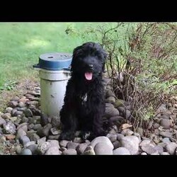 Ace/Portuguese Water Dog									Puppy/Male	/12 Weeks,Introducing a stunning, AKC Portuguese Water Dog named Ace! He has a gorgeous, black coat and the sweetest temperament that will have you attached to him in no time. This little guy is a true bundle of energy and intelligence! With his bright, alert eyes, this pup is both striking and full of personality. Portuguese Water Dogs are known to be adventurous and they generally love any water activities. They also have an affectionate side, they love to lounge and are great with kids which makes them the perfect choice for a family pet!