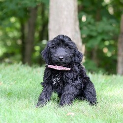 Ace/Portuguese Water Dog									Puppy/Male	/12 Weeks,Introducing a stunning, AKC Portuguese Water Dog named Ace! He has a gorgeous, black coat and the sweetest temperament that will have you attached to him in no time. This little guy is a true bundle of energy and intelligence! With his bright, alert eyes, this pup is both striking and full of personality. Portuguese Water Dogs are known to be adventurous and they generally love any water activities. They also have an affectionate side, they love to lounge and are great with kids which makes them the perfect choice for a family pet!