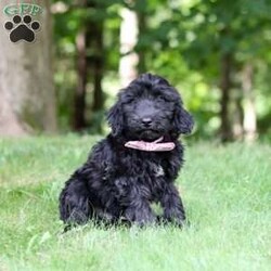 Ace/Portuguese Water Dog									Puppy/Male	/12 Weeks,Introducing a stunning, AKC Portuguese Water Dog named Ace! He has a gorgeous, black coat and the sweetest temperament that will have you attached to him in no time. This little guy is a true bundle of energy and intelligence! With his bright, alert eyes, this pup is both striking and full of personality. Portuguese Water Dogs are known to be adventurous and they generally love any water activities. They also have an affectionate side, they love to lounge and are great with kids which makes them the perfect choice for a family pet!