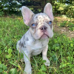 Princess/French Bulldog									Puppy/Female	/13 Weeks,She is a lilac merle very good structure imacculate blue eyes! No filter. She’s amazing. Great temperament. Loves kids.