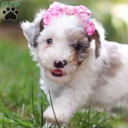 Paisley/Toy Poodle									Puppy/Female	/7 Weeks,Paisley is a total sweetheart! That little face is so incredibly cute…you cannot deny her anything. She is always begging for snuggles and loves having her belly rubbed. Her luxurious curly coat is exactly what you’re looking for in an AKC Toy Poodle. She has super unique coloring and markings making her all the more stunning. She would love to come home with you and promises to be a loyal and loving member of your family! Her darling appearance all began with her parents’ genetics. Dad is named Romeo, a darling, well built Toy Poodle weighing 9 lbs. He has had a full panel of genetic health testing done, ensuring that his babies will not be affected by genetic health issues that are common for the breed. Mama is a super adorable and intelligent girl named Beauty. She weighs in at 10 lbs and has had genetic testing done for CDDY and CDPA. This match has created a gorgeous, healthy litter with great temperaments! This baby comes with AKC registration papers, our one year genetic health guarantee, current on vaccines and dewormer, and is microchipped. We require a deposit as a commitment to reserve this little one. Please reach out to Mary via call or text for more information. (We are available Monday through Saturday)