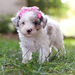 Paisley/Toy Poodle									Puppy/Female	/7 Weeks,Paisley is a total sweetheart! That little face is so incredibly cute…you cannot deny her anything. She is always begging for snuggles and loves having her belly rubbed. Her luxurious curly coat is exactly what you’re looking for in an AKC Toy Poodle. She has super unique coloring and markings making her all the more stunning. She would love to come home with you and promises to be a loyal and loving member of your family! Her darling appearance all began with her parents’ genetics. Dad is named Romeo, a darling, well built Toy Poodle weighing 9 lbs. He has had a full panel of genetic health testing done, ensuring that his babies will not be affected by genetic health issues that are common for the breed. Mama is a super adorable and intelligent girl named Beauty. She weighs in at 10 lbs and has had genetic testing done for CDDY and CDPA. This match has created a gorgeous, healthy litter with great temperaments! This baby comes with AKC registration papers, our one year genetic health guarantee, current on vaccines and dewormer, and is microchipped. We require a deposit as a commitment to reserve this little one. Please reach out to Mary via call or text for more information. (We are available Monday through Saturday)