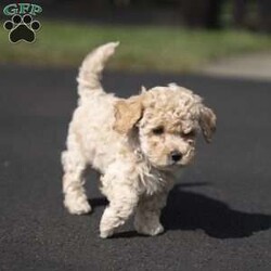 Murphy/Miniature Poodle Mix									Puppy/Male	/6 Weeks,This adorable, sweet, and playful miniature poodle mix is a heart-melter. Murphy is well-loved, family-raised indoors, enjoys children, and is excited to become the newest member of your family! He is vet-checked, all dewormings and vaccinations are up to date, plus he comes with a 30-day health guarantee. To meet this precious pup, please call or text Susie anytime.