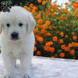 Nemo/Golden Retriever									Puppy/Male	/7 Weeks,Hey There, My name is Nemo! I am a very cute male AKC Irish Cream Golden Retriever puppy! I was born on July 3rd, 2024. I am such a sweet boy! I am looking for my new family, could that be with you? If you choose me I will come home to you vet checked, microchipped, AKC Registered and I will also come with a 1 year Genetic Guarantee. I am very well socialized and have done Early Neurological Stimulation (EMS). My dad is also OFA Hip Certified. If you think that I would make the perfect addition to your family, then please call or text to find out more information about me!