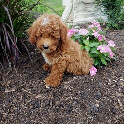 Alex/Miniature Poodle									Puppy/Male	/13 Weeks,Meet Alex a sweet miniature poodle puppy! He is played with by children daily and loves to romp and play! He can be a bit timid sometimes but like his mother he is very loyal.  His parents are 11lbs and Alex should be that size to, a great size for holding and playing with. If you are looking for a furry companion please reach out to me.