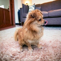 Adopt a dog:Davey/Tibetan Spaniel/Male/Adult,A Director Favorite!

Davey!

This handsome lad has been patiently waiting for his new home. He is a young, sweet, fun-filled boy who is totally devoted to his person. He's laid back but enjoys a great adventure. He has a goofy side...but when you're ready to be a couch potato - he's up for it!

We believe Davey is about 3 years old. He would do well in a home by himself or a calmer dog. He isn't a guy that is going to want to romp with another dog...and rough-housing hurts his feelings.

Davey does get nervous visiting the vet and can be opinionated ....but can you really blame him?

He is up to date on vaccinations, microchipped, neutered, and been tested for heartworm.

You may apply to adopt this boy at www.hillhounds.org