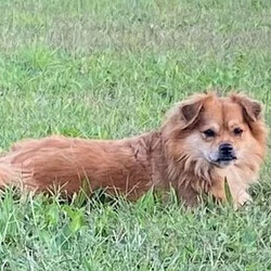 Adopt a dog:Davey/Tibetan Spaniel/Male/Adult,A Director Favorite!

Davey!

This handsome lad has been patiently waiting for his new home. He is a young, sweet, fun-filled boy who is totally devoted to his person. He's laid back but enjoys a great adventure. He has a goofy side...but when you're ready to be a couch potato - he's up for it!

We believe Davey is about 3 years old. He would do well in a home by himself or a calmer dog. He isn't a guy that is going to want to romp with another dog...and rough-housing hurts his feelings.

Davey does get nervous visiting the vet and can be opinionated ....but can you really blame him?

He is up to date on vaccinations, microchipped, neutered, and been tested for heartworm.

You may apply to adopt this boy at www.hillhounds.org