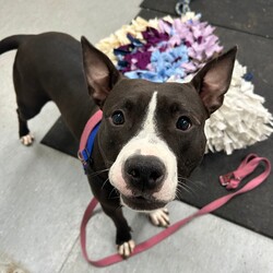 Adopt a dog:Gabby/Staffordshire Bull Terrier/Female/2 Years 8 Months,Hello there my name is Gabby! I'm a 2 year old Staffy gal looking for my furever home. I'm looking for a loving family who is ready to take on all things Staffy. I'm a wriggly friendly doggo dreaming of a house hold where there is usually someone home most of the time as I'm really a people kind of dog. I love being in the company of people and not so much myself – I get mad FOMO (fear of missing out), woof! I would love an owner that understands this and is able to set up a safe spot or two for me somewhere in and out of the home where I can go and feel safe, especially when you have to go out and go about your daily routine. I'd love a backyard or somewhere I have access to outdoors to go to the toilet, sniff the fresh air, get my zoomies on, follow you around and just do my own doggy thing you know? I'm a very cute and wriggly girl that enjoys getting all the pats in the world but in saying that, I also like having my own space cause sometimes it's just too much in my pawsonal space. This is why it is best I go to a home with children 12 years and up who are able to read my body language so we're all on the same page about if I need a break.  As for other dogs, I can be pretty friendly, however can come on pretty strongly and be a bit scary to other dogs. It would be best if I'm the only dog in my household so I can settle and get used to the space easily. However if you have friends or family with other dogs I may be able to become friend with them over time, if the introduction is done slowly! -Must be only dog  -Children under 12 -Someone home more often than not -Indoor/outdoor access Free vet consult at adoptio