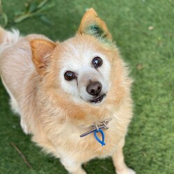 Adopt a dog:Felix/Jack Russell Terrier (Wire)/Male/12 Years 2 Months,Hey there! My name's Felix, it's nice to meet you! I'm an older gentleman who's on the lookout for my furever home. Could that be you?   In my pawfect home, my people will be home more often than not please! You see I really like my people! Once I get settled in and you provide me my safe space I will feel better about being left alone. If I'm left alone too long I tend to get a bit worried so any alone time should be built up slowly please.   I'm an older guy and I don't really show much interest in other dogs. I will usually walk past other dogs without any concerns but sometimes I will bark so it would be best if I was the only doggo please so I can comfortably enjoy my retirement.   I would like to go to a home with just adults please. I'm an older man who needs a mature household who will know to respect my space and not overwhelm me with unpredictable handling and touch. It takes me a moment to warm up to people, so I'd love an adult household where my people can understand this and will know to read my body language and know when I'm saying I've had enough. It's like the old saying – Let Sleeping Dogs Lie – I love my cosy bed because it means I can go there and just relax. I need interactions to be calm and predictable as sometimes I can be frightened when things happen that I am not prepared for. Having poor eyesight doesn’t stop me enjoying time outside exercising, and I still love going for walks in familiar areas. My vets have plans to remove my cataracts to help me regain some more sight, but I will need to settle into my new home first and then have the surgery done after a month or two. This will help me get to know my new family first and allow for a much smoother recovery period. The cost of the surgery will be covered by RSPCA as part of my adoption agreement and my vets can talk to you about the process if you are interested in meeting me.   My new home will need to be located within the Sydney region to allow for vet visits at RSPCA Veterinary Hospital.  