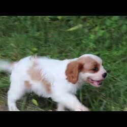 Comet/Cavalier King Charles Spaniel									Puppy/Male	/9 Weeks,Comet is the definition of “pawsitively” delightful! He has the cutest little face of a AKC Cavalier King Charles Spaniel, always ready to brighten your day with his playful antics. This little guy is incredibly affectionate and loves snuggles, making the perfect cuddle buddy. With bright eyes that seem to sparkle with mischief and warmth, he is always ready to embark on a new adventure or curl up by your side for a relaxing afternoon nap. Whether he’s impressing you with his quick learning abilities during training sessions or showering you with licks and tail wags, his joyful spirit and gentle demeanor make him an irresistible addition to any loving home. His friendly nature, boundless energy and little sparks of spunk will keep you entertained, and his endearing loyalty will warm your heart.