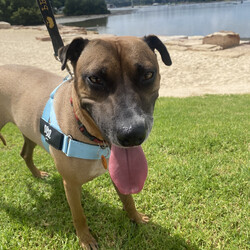 Croissant/Shar Pei / Australian Cattle Dog/Male/2 Years 11 Months,Hi there, My name is Croissant, and I am looking for my special someone. It has taken a little while but I have started to realise that human's can be pretty nice, especially when they give me yummy treats, I REALLY like treats. What's YOUR favourite food?! Can I have some?! I take a little while to warm up to people at first, but if you give me time and let me approach you at my own pace then I would really like that. When visitors come to the home it would be great if I could have a quiet, safe space in a low traffic area that I can retreat to if I need. I enjoy any games that involve food, I love sniffing around the grass for scattered treats, I love to chew on pig's ears and use Kongs and I like training too! I learn quickly when there are treats involved! I don't know if I mentioned it already but I think food is great! If you have another dog in the home you can bring them in to meet me, we will need to be managed in the home and be fed separately at all times. The staff here can give you some good tips on how to do this as well. I'm looking forward to meeting my special person!  Croissant xx If you feel like we would be the pawfect match, please visit our website and complete an   or visit https://www.rspcansw.org.au/what-we-do/adoptions/exceptional-owners/. Restrictions: No children under 15 Must meet all dogs Quiet/calm household Indoor/outdoor access Free vet consult at adoption