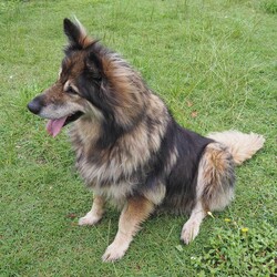 River/German Shepherd Dog (Long Stock Coat) / Siberian Husky/Female/10 Years 6 Months,Hello everyone, my name is River! Are you my retirement home? I am an older gentle girl looking for a cozy place to spend her days, I could be a great addition to a quieter more relaxed home life. I really enjoy the company of people, even just lying near them or following them around, sometimes treats are great but mostly I just want the attention and cozy spots to curl up in while you're with me. I can show some distress when I'm alone, but this can be easily managed with secure color bond fencing and someone home more often than not for the initial settling in and bonding period. I would love to go to a place where the owners have breed experience, as I am a big fluff of a German Shepherd! I think other dogs are cool, but I don't really like them in my space. I'm suited to a home with no other dogs so I can be the happiest vegemite in town. If you are an experienced owner looking for the one, pick me!! I do like to chase lizards and other wildlife, so if you have lots of critters around, I may not be suited as I like to play too rough with them! I may be shy at first, so let me take my time to warm up and get to know you before we start to adventure too far outside of the home. I need to build a special bond with my new person, so I feel safe and reassured. If you think a big squish like me could be your new forever friend, please give us a call at the shelter on 02 6651 3311 and I'll get my people to organise our first date 
