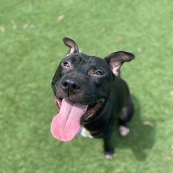 Peetie/American Staffordshire Terrier/Male/2 Years 8 Months,Hi there! My name is Peetie, and I’m a handsome black and white Staffy eagerly looking for my forever home! Let me tell you a bit about myself—I absolutely adore people! Whether it’s cuddling up on your lap or enjoying a sunny spot in the house, I’m happiest when I’m with my human companions. Sometimes when I'm excited, I will get a little jumpy so its best that any children in the home are over 6! I would also love a hooman who has owned dogs previously so they can understand when I'm too excited and my dislike for doggos. I’m a sweet and loving boy with a heart of gold. My dream is to find a family who will cherish me and give me plenty of affection. I’m also quite the sun-seeker—I love lounging around in sunny spots, soaking up all the warmth, I would love to have indoor/outdoor access in the home so I can be where I like to be comfy! I’m not the biggest fan of over-the-top dogs, I prefer the chilled out kind – if you have a relaxed resident doggo get in contact to line up a match up to see if we are a good fit. If you’re looking for a loyal companion who will brighten your days and snuggle up with you whenever you need, then look no further! I’m here waiting to meet you and become your new best friend. Let’s create countless happy memories together—I promise to fill your life with love and joy. Adopt me, and let’s start our journey together today! Could I be the right fit for your family? I hope so? I am currently hanging out in a lovely foster home, so if you think you can provide me with a magical forever home, please contact   or  Love Peetie xx