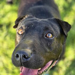 Luna/Shar Pei/Female/5 Years 7 Months,Hi I'm Luna, a sweet and gentle girl who is looking for my furever home. I hope that is with you! I am a bit shy at first, however warm up quickly to those who show me love and patience. Once given the time to break out of my shell I am sure to win your heart with my butt tuck zoomies and cheekiness. I LOVE tasty treats, especially if it is roast chicken. I would thrive in a home where someone was home most of the time to provide the love and companionship I crave. It would be great if I had indoor and outdoor access. Time soaking up some love, in a cozy bed inside and room to sniff up a storm, in a fully fenced, yarded area. I would be best suited to a quiet home, with older children where I can feel safe and secure. When it comes to furry friends, I can be a bit of a recluse and prefer the company of people over other animals. It would be best if I was the only animal in the household to be doted on. Requirements -Must meet all family  –  Children over 12 years -Must be only pet  –  Solid fencing -Peaceful/Quiet home If you are willing to take a slow approach and give me the time I need to trust and build bonds, I will reward you with endless love and loyalty. I can't wait to meet you at the Hunter Shelter! Love and kisses, Luna