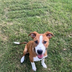 Adopt a dog:Frank/Australian Cattle Dog / American Staffordshire Terrier/Male/1 Year,Hello! My name's Frank. What's yours? I am a well-mannered young man who is on the lookout for a human or humans to join on your adventures and to be your best buddy at home. I have spent a little time here at the shelter and during this time the staff have seen me grow from a slightly timid kid to a confident, chilled out young man. Well, most of the time. Sometimes I can get a bit excited and bouncy – because of this I'd be best suited to a family aged 12 yrs and up so that I don't bounce someone over accidentally. I have a happy nature – I can't wait for you to get to know me! My favourite things are playing with toys and going on walks with my doggy friends. If you have a dog at home, please bring them in to meet me to make sure we are a good match! I’ve heard about something called a “backyard,” and it sounds like a dream! An area all for me to run around, climb, sniff, and explore; at the shelter we have grass yards, but I have to share them with all the other doggies. Sigh. But don’t think I’m just an outdoor adventurer; I also love lounging inside, playing with my toys, or chasing butterflies in my dreams. I would not be suited to a home with cats or pocket pets. I would suit a full time worker if you have time to settle me into my new home. Lastly! What are you waiting for? Yours, Frank -Must meet all dogs -No pocket pets or cats -No children under 12