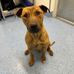 Adopt a dog:Sebastian/Staffordshire Bull Terrier / Staffordshire Bull Terrier/Male/1 Year 11 Months,Hi there! My name is Sebastian, thanks for stopping by to read a bit about me! I am looking for my forever home with someone who will take me on fun adventures somewhere away from the hustle and bustle. I love MY people so much, but busy places with lots of unfamiliar people around can overwhelm me a bit. I much prefer to hang out somewhere quieter where it is just us and maybe a few of my doggie friends! But with a family who are willing to guide me through with patience and reassure me that I am okay around strangers, I promise to try and overcome this. ﻿I can be a bit boisterous when I get excited! I have lots of energy so would love a household that is active and enjoy the fresh air, and that will of course include me in family activities. Because I love to run around and be a bit of a goof sometimes, it is best I go home with people older than 15.  I have previously come from a home with other doggos so if you have another confident, social dog, that's great! You will need to bring your dog to meet me as well because it's important we all get along! If I am to be your only dog, that's OK too though – I will enjoy your company! I can go on and on about me but it would be way more fun to come and meet me so I can tell you my story in person! So what are you waiting for?! It's my mission in life to love you with my whole heart for the rest of my life, If all that sounds perfect? please contact the amazing RSPCA team to arrange a meet with me! Love Sebastian xx