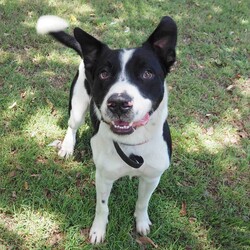 Dozer/Border Collie/Male/4 Years 3 Months,Greetings dear humans! Are you looking for the goodest boy ever? Well stop looking because HERE I AM. My name is Dozer, I'm a gentle natured boy who just wants to live the good life with awesome people. I've had my share of bad experiences, it's only up from here! I came in quite skinny and lost, so the staff have taken great care of me and now I'm in top shape. I'm quite dog social and love going on walks down to the beach, I also enjoy a good lazy day on the couch!  I have some amazing solid skills, I'm gentle and never jump up, I'm toilet trained and just a delight to have around. I walk really well on a lead and just love hanging out with the shelter staff and volunteers. I've been lucky enough to spend some time on Foster Care with a large female dog, I loved going for walks at the jetty in the sun and being social! If you think the goodest boy could be your best boy forever, give the staff a call to arrange a date for me to come back from foster care! XX Dozer My adoption fee is: $500 which includes = desex, vaccination, microchip with flea and tick treatment