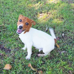 Ferdinand/Jack Russell Terrier (Smooth)/Male/4 Months,Hi, I'm Ferdinand! I'm a wee little puppy just starting to learn all about the world. So far, it's exciting and scary at the same time, but with the encouragement and reassurance of handlers, I'm slowly building up my courage. I'm ready (I think) to go on a new journey with a loving family I can call my own and adopt. My ideal home will have older kids over 6, just because I can startle easily, indoor and outdoor access so I can work on my toilet training, plenty of toys and things to sniff, and of course, some fun training lessons so I can learn all the tricks and skills like a cool kid. Puppy school would be great for me to build my socialization skills and learn my basic skills. If your looking for a little pup with plenty of energy and puppy love, pop in and see me or call the shelter to book an appointment. XX Ferdinand My Adoption Fee is $620 = desex, microchip, vaccinations, flea, tick & worming treatments