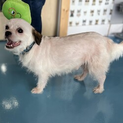 Adopt a dog:Cuchi/Brussels Griffon/Male/Adult,Hello! I’m Cuchi, a 6-year-old Brussels Griffon and Maltese mix with a zest for life. I’m full of energy and love to play, especially when it comes to chasing squeaky toys and having a blast. But don’t let my playful side fool you—I also enjoy relaxing and winding down during calm evenings.

I might be a bit shy at first, but once I trust you, I’ll be your devoted friend, ready to follow you to the moon and back. I thrive in a home where I can have a mix of fun playtime, loving attention, and peaceful moments. I would love to be a lap dog.

If you’re looking for a sweet and playful companion who’ll bring joy and loyalty into your life, I’d be delighted to be by your side. Let’s enjoy all the adventures and quiet moments together! ??