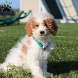 Niles/Mini Goldendoodle									Puppy/Male	/13 Weeks,Meet Niles, the gorgeous Mini Goldendoodle! He is the perfect blend of Poodle and Goldendoodle puppy, with soft curls that bounce with every step he takes. His twinkling eyes mirror the mischief he gets into, and his little tail never stops wagging, spreading joy wherever he goes. With his endearing puppy eyes and a penchant for cuddles, he loves playtime and learning new tricks to impress his favorite humans. With this little one around, every day is a new adventure filled with puppy love and endless tail wags!