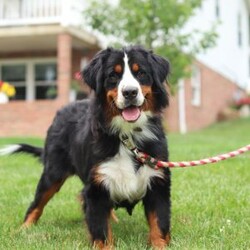 Toby/Bernese Mountain Dog									Puppy/Male	/8 Weeks,Meet Toby, the majestic AKC Bernese Mountain Dog! Toby boasts the classic tri-colored coat of the Bernese Mountain Dog, with rich black, snowy white, and warm rust tones that creates a striking and elegant look. His large, soulful eyes and sturdy build giving him a majestic presence that is hard to resist. Despite his size, he has a playful spirit and loves outdoor activities. Whether it’s a hike in the mountains, a romp in the yard, or a snowy adventure, he will always be up for fun and love spending time in nature!