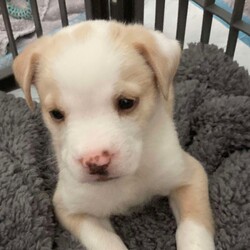 Adopt a dog:Paulie/Yellow Labrador Retriever/Male/Baby,Paulie is up for pre- adoption in TX only!

Meet Paulie, a resilient 6-week-old male puppy with a heartwarming story. Paulie and his seven siblings were found in a box on the side of the road when they were just a week old. Thanks to dedicated bottle-feeding, these little fighters have grown into happy and healthy puppies. While we can't be sure of Paulie's breed, we're guessing he's a mix of Husky, Shepherd, and Lab, and he'll likely grow to be a mid-sized dog around 45-50 pounds. Paulie is now ready to find his forever home where he can continue to thrive!

To see more pictures and videos, copy and paste this link. 
To apply directly for Paulie click the 