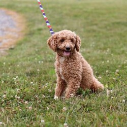 Niles/Mini Goldendoodle									Puppy/Male	/13 Weeks,Meet Niles, the gorgeous Mini Goldendoodle! He is the perfect blend of Poodle and Goldendoodle puppy, with soft curls that bounce with every step he takes. His twinkling eyes mirror the mischief he gets into, and his little tail never stops wagging, spreading joy wherever he goes. With his endearing puppy eyes and a penchant for cuddles, he loves playtime and learning new tricks to impress his favorite humans. With this little one around, every day is a new adventure filled with puppy love and endless tail wags!